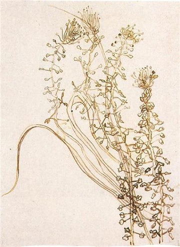 Blossoming Branches, 1890