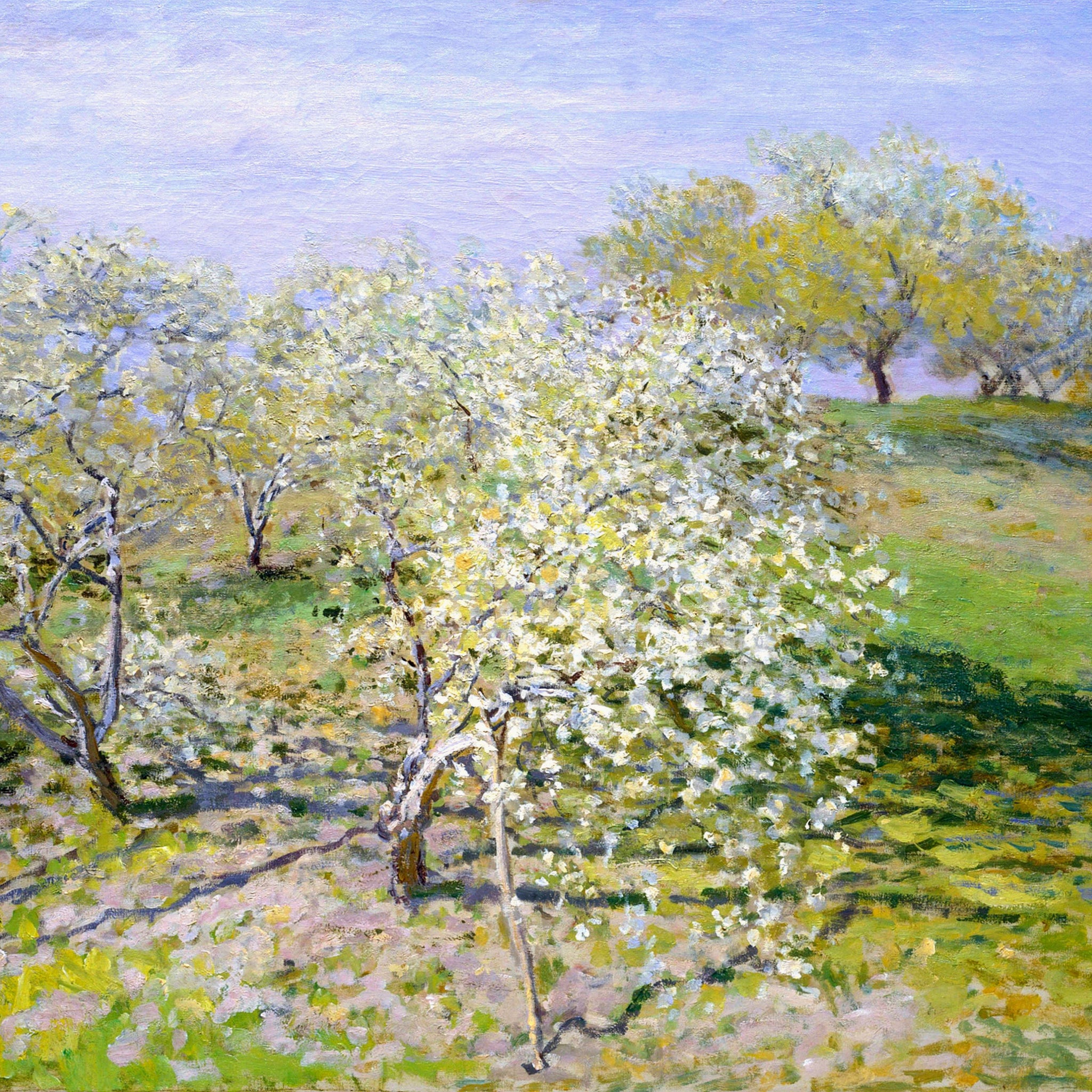 Apple Trees in Bloom