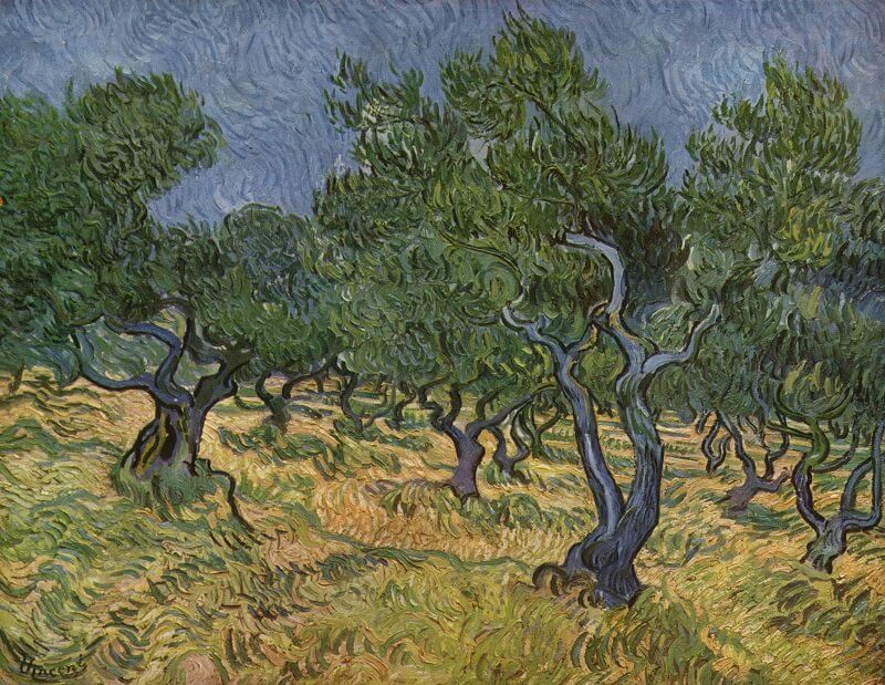 Olive Trees, 1889